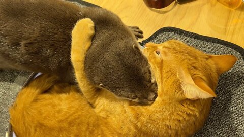 cat too fond of Otter