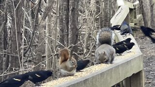 Birds and Squirrels 2