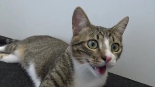 Funny Little Cat Is Panting