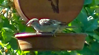 IECV NV #157 - 👀 House Sparrows At The Hummingbird Feeder 8-5-2015