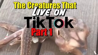 The Creatures That Live On TikTok Part 1