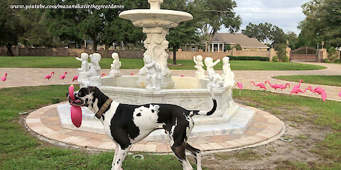 Funny Great Dane Swipes Pink Flamingo Out Of Flocking Flock