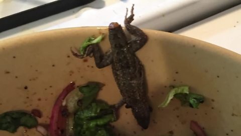 Maine woman finds 5 inch lizard in her salad