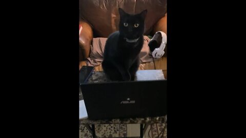 Cat on the Computer