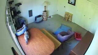 Evil cat throws brother off table