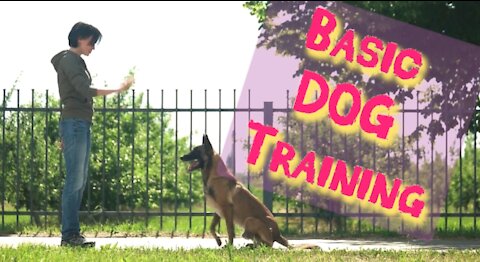 Basic dog traning. 10 Essential commands every dog should know.