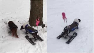 Lam hund får sine egne ski