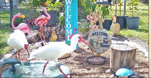 Ibis @Bird Bath _ Bird Feeder