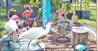 Ibis @Bird Bath _ Bird Feeder