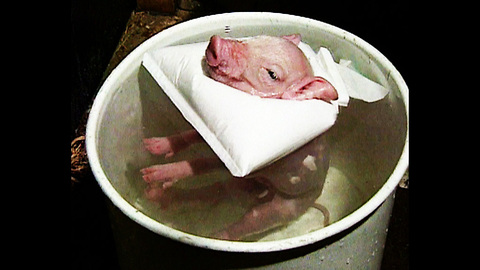 Piggy Gets Warm Bath