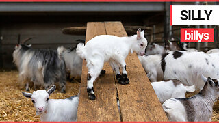 Adorable baby goats who love nothing more than playing on the slide in their adventure playground