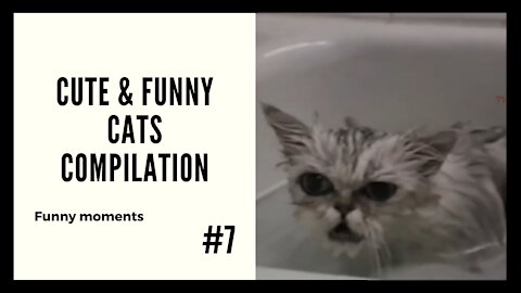 Cute and Funny Cats #7 - Moments Compilation