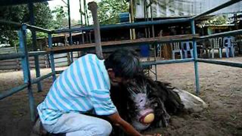 Playing and collecting ostrich eggs at a wonderful ostrich farm