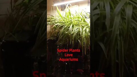 Spider Plant Bog #goldfish