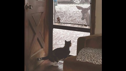 Friendly Deer Wants Cat To Come Out And Play
