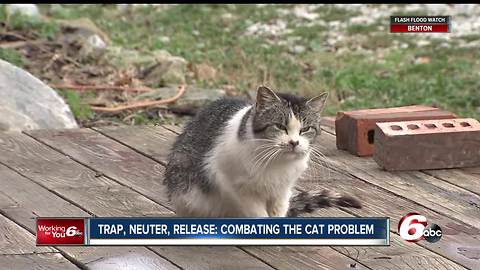 Trap, neuter, release program helping to combat the cat problem in central Indiana