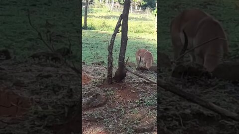 savannah wildlife #relaxing #lions #nature #travel #wildlife #viral #animals #love #cat#short