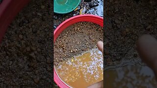 Definitive Proof: Gold Hog Mini Stream Sluice #goldhog #goldprospecting