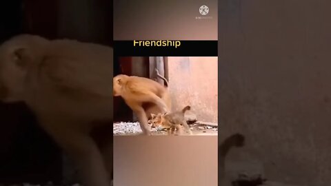 Monkey friendship | Monkey funny video || cute 🐵 monkey #longvidio #short #amazing