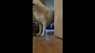 Husky Talking