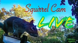 Useless LIVE - Squirrel / Bird Watch- Stream 4