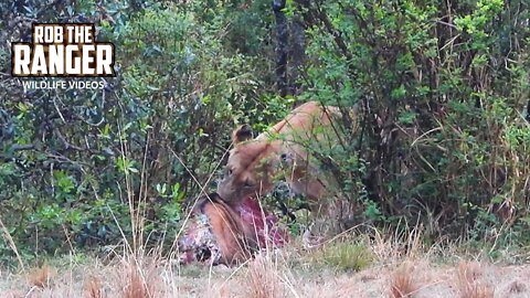 Lioness Feeds On An Eland | Maasai Mara Safari | Zebra Plains