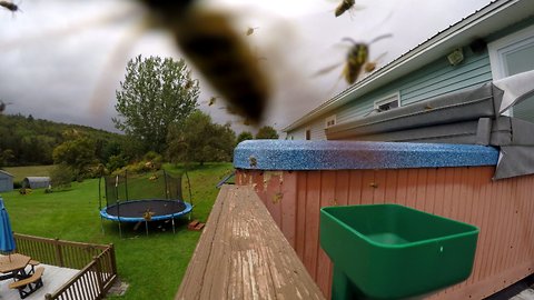 Yellow jacket wasps completely swarm & invade hot tub
