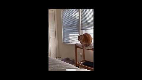 animal funny videos for u