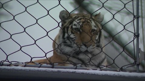 The Denver Zoo is fighting to keep their doors open and 3,000 animals fed amid the COVID-19 pandemic