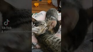 Rescue Kittens Clawreese and Clawdia No touching
