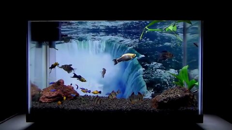 Relaxing with Music & Nature Aquarium Background