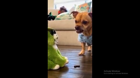 Cute Dog Fighting 🤣🤣😁😂😉😹🙊