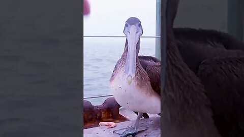 Pelican makes friends with fisherman #shorts