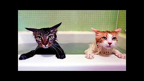 New Funny Animals Video 2023 _ Funniest Cats and Dogs Videos _ New Funny Video Of Cat And Dogs