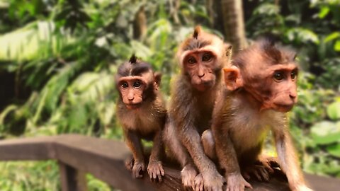 10 Things You Didn't know about MONKEY FOREST