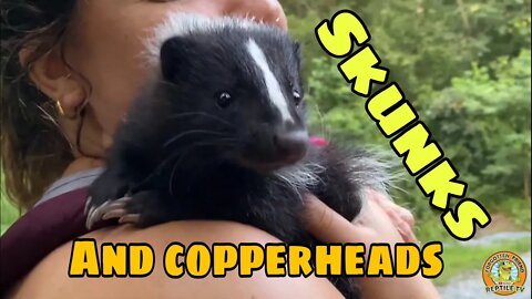 Adorable Baby Skunk & Copperhead!