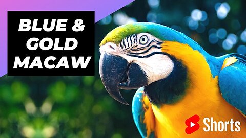 Blue & Gold Macaw 🦜 One Of The Most Beautiful Parrots In The World #shorts