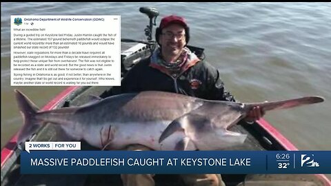 Massive Paddlefish Caught At Keystone Lake