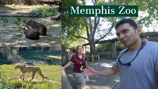 Wild Cats at Memphis Zoo Virtual Experience || 360 VR Video || Episode -1