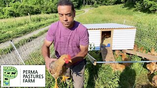 Chicken Tractor On Steroids: Week 6 Update