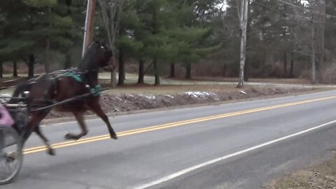 Pony Flying With 4 Feet In The Air!