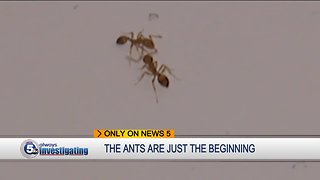 The Ant Invasion of Richmond Heights