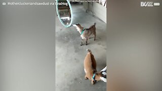 Goat attacks its own reflection - 1