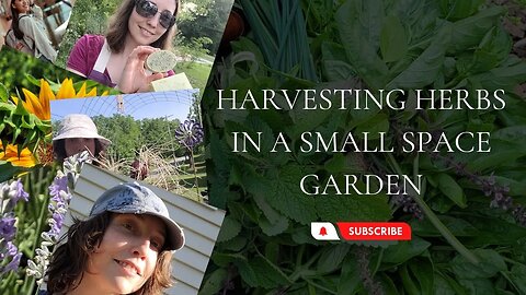 Harvesting Herbs in a Small Space Garden