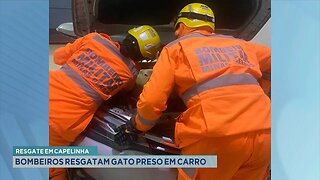 Resgate em Capelinha: Bombeiros Resgatam Gato Preso em Carro.