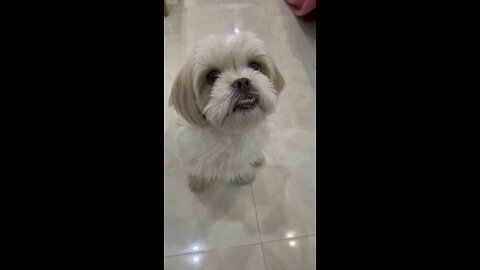 Video of wiki, a cute and lovely dog