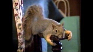 Young Pet Squirrel Playing With A Velveteen Rabbit