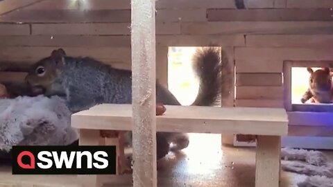 Animal lover builds amazing miniature wildlife village with a CHRISTMAS CABIN