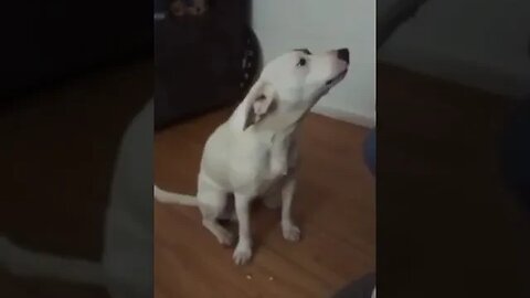 Funny Dog Max Singing His Heart Out