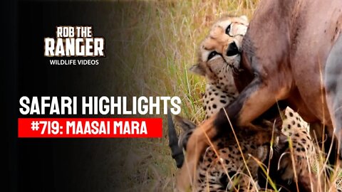 Safari Highlights #719: 04 September 2022 | Maasai Mara/Zebra Plains | Latest Wildlife Sightings